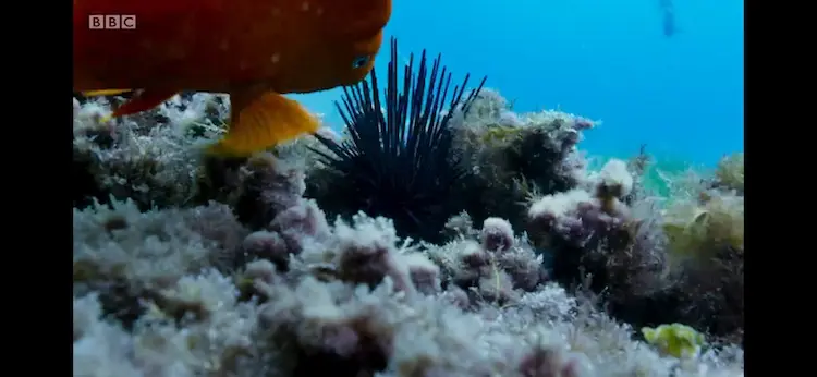 Crowned sea urchin (Centrostephanus coronatus) as shown in Blue Planet II - Green Seas